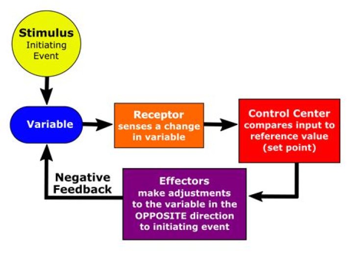 What is the role of an effector in a negative feedback system