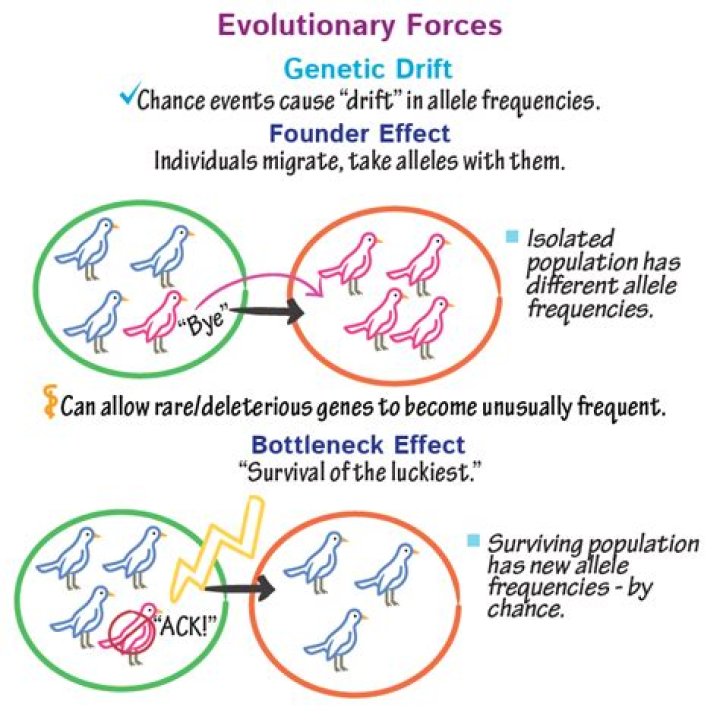 What is the role of genetic drift in evolution
