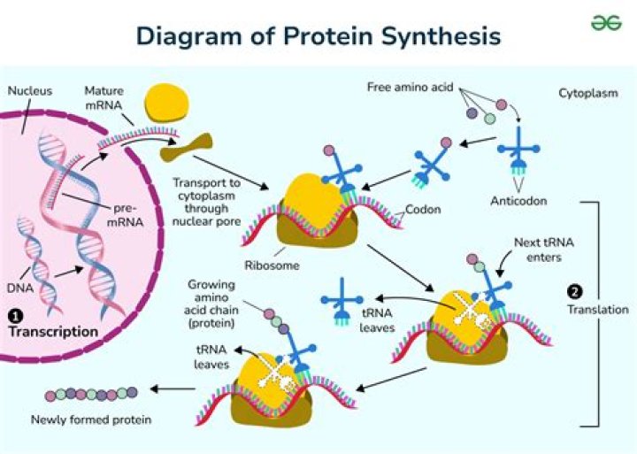 What is the role of nonsense codons in protein synthesis
