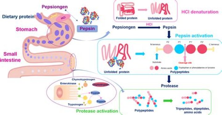 What is the role of salivary amylase pepsin and trypsin in digestion