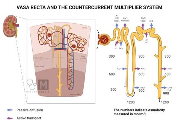 What is the role of the Vasa recta