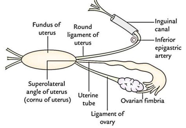 What is the round ligament