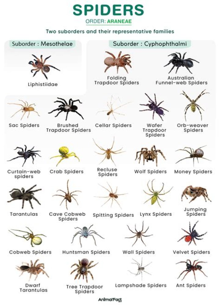 What is the same about spiders and insects