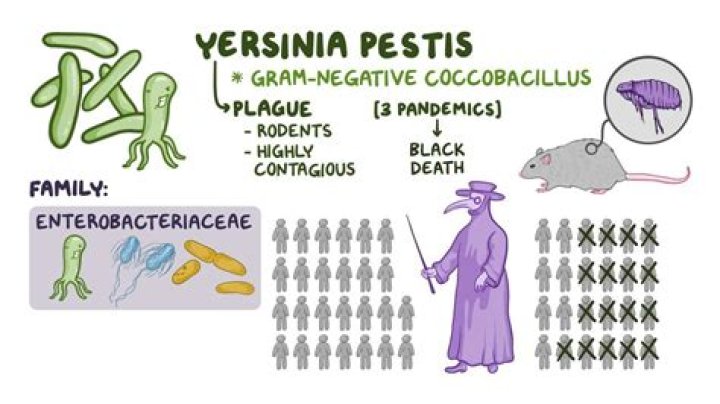 What is the size of Yersinia pestis bacteria