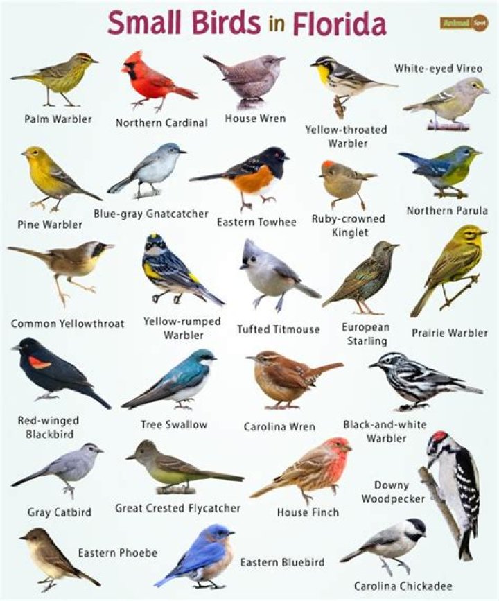 What is the smallest bird in Florida