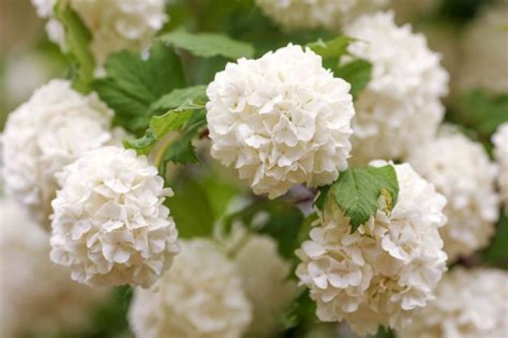 What is the smallest viburnum