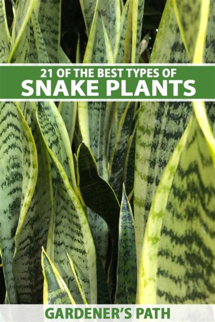 What is the snake plant used for