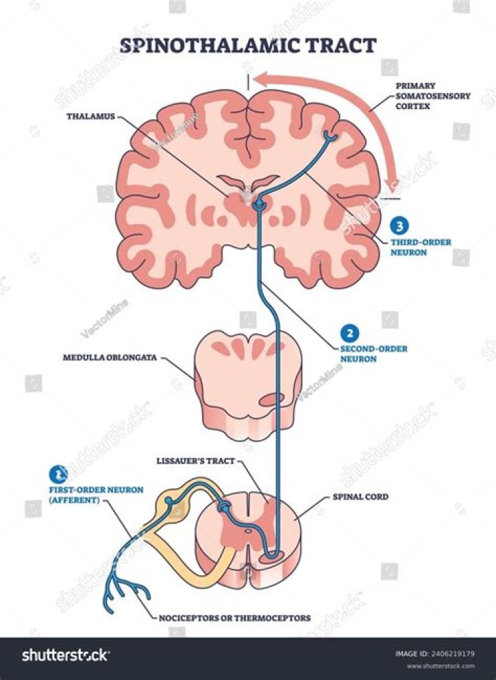 What is the Spinothalamic pathway