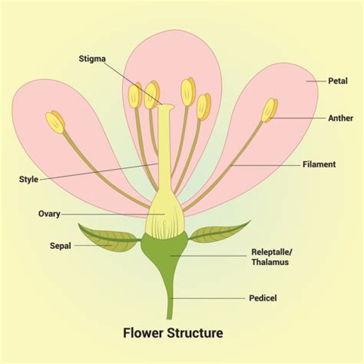 What is the structure of a flower