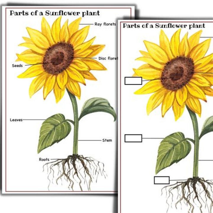 What is the structure of sunflower