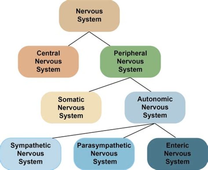 What is the structure of the nervous system