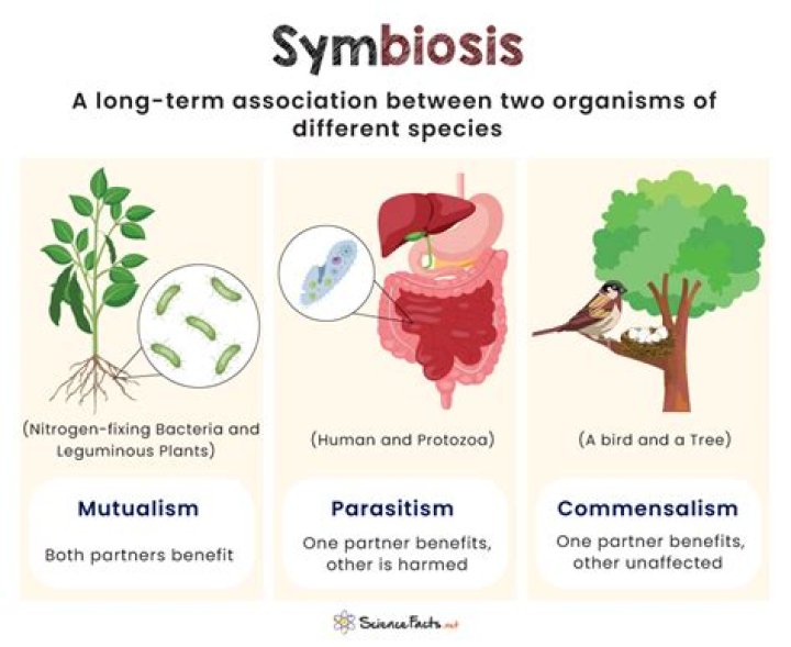 What is the symbiotic relationship of ball moss with a tree