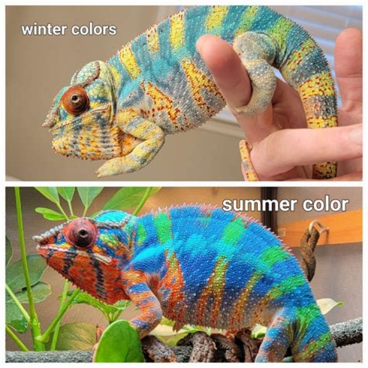 What is the thing on a chameleons head called