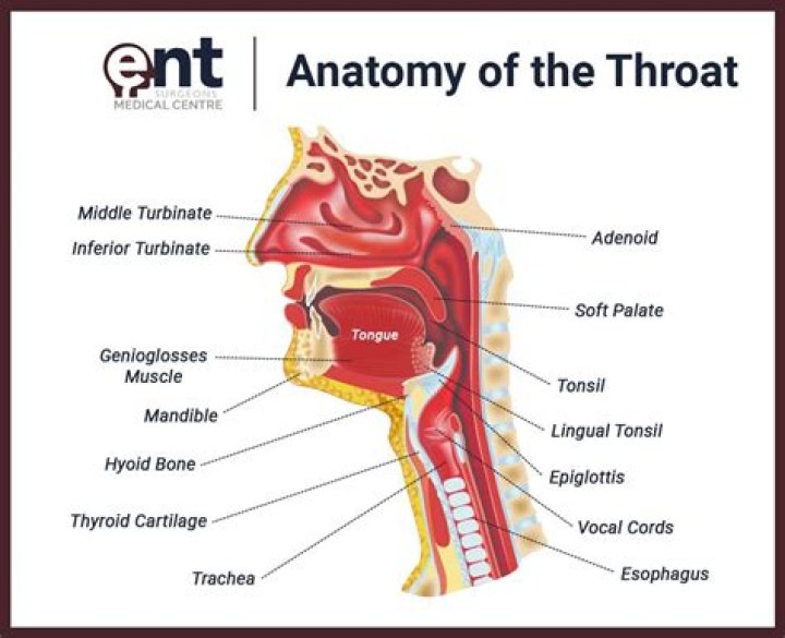 What is the throat called