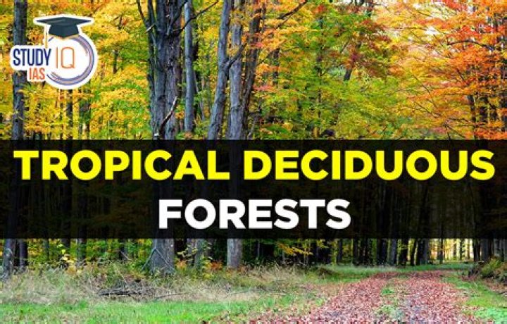 What is the tropical deciduous forest