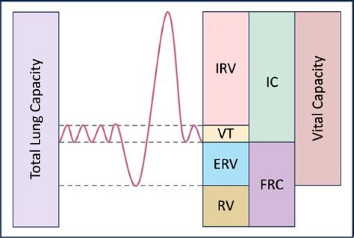 What is the typical vital capacity for humans