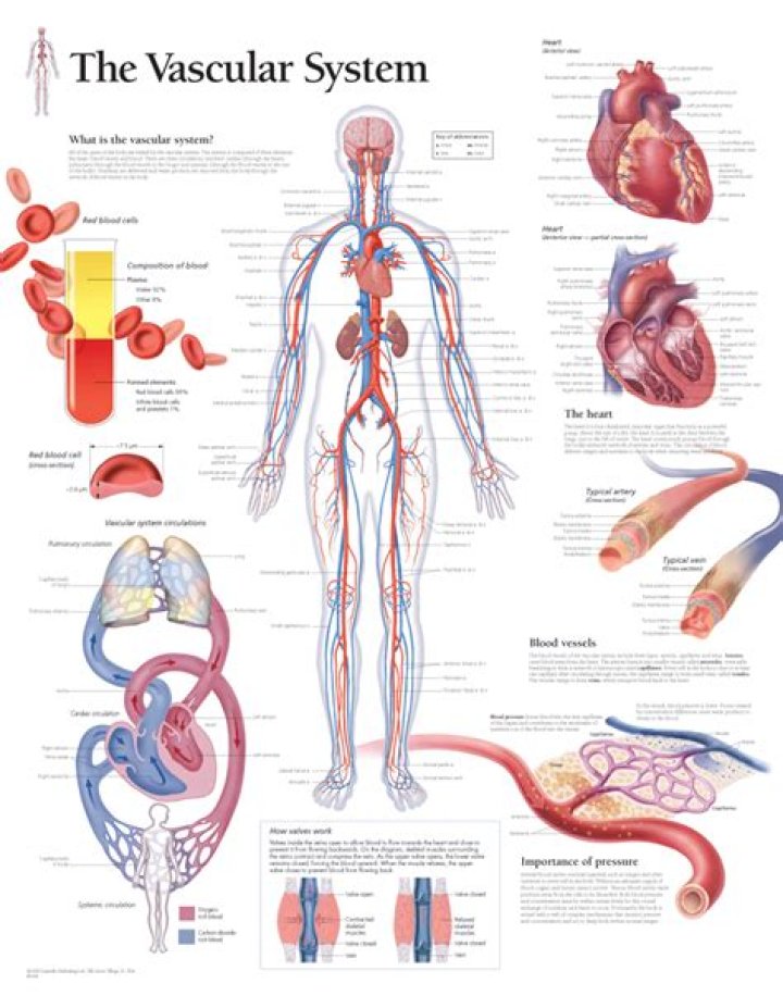 What is the vascular tunic responsible for