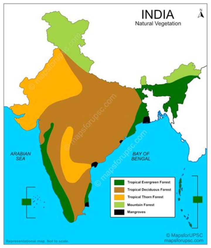 What is the vegetation in the northwest region