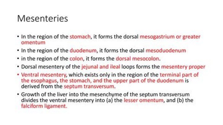 What is the ventral Mesogastrium