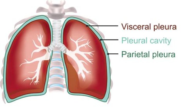 What is the visceral pleura