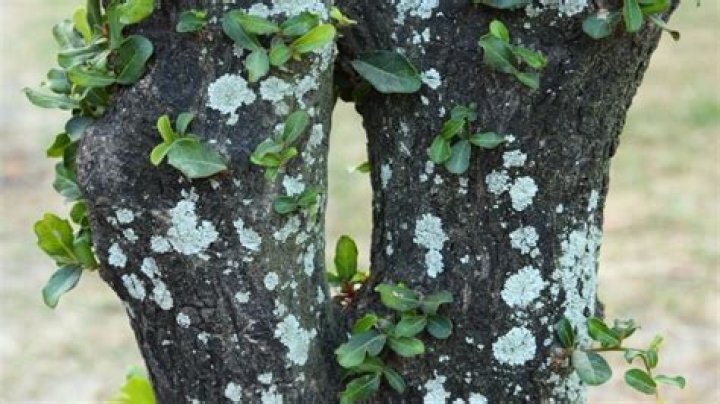 What is the white stuff on my lime tree