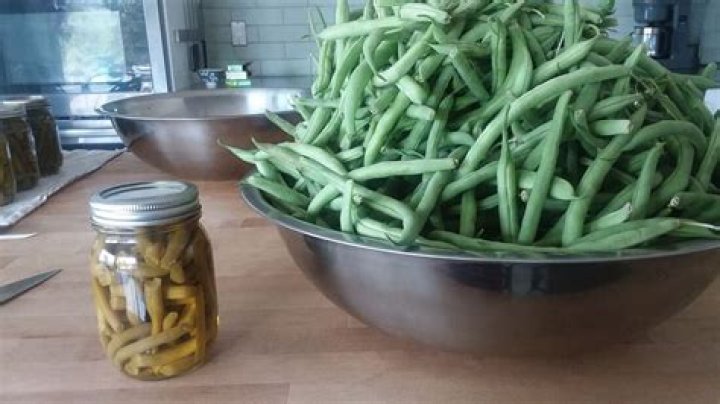 What is the yield of beans per acre