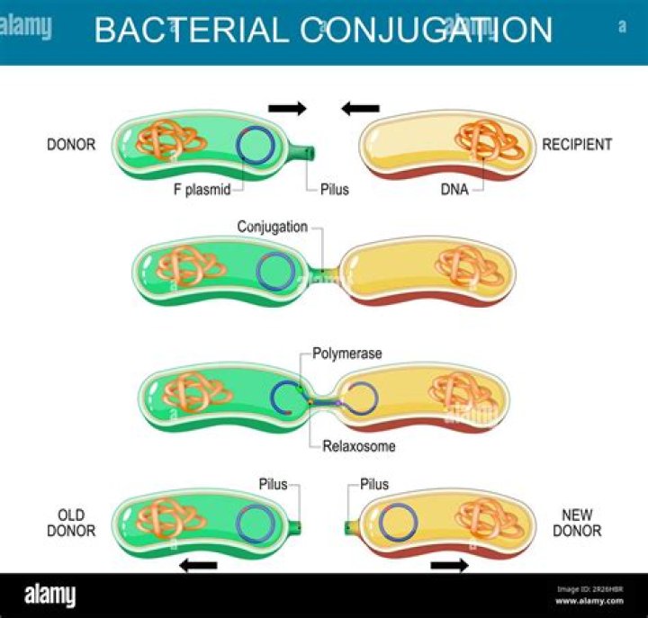 What is transformation of bacteria with plasmid DNA
