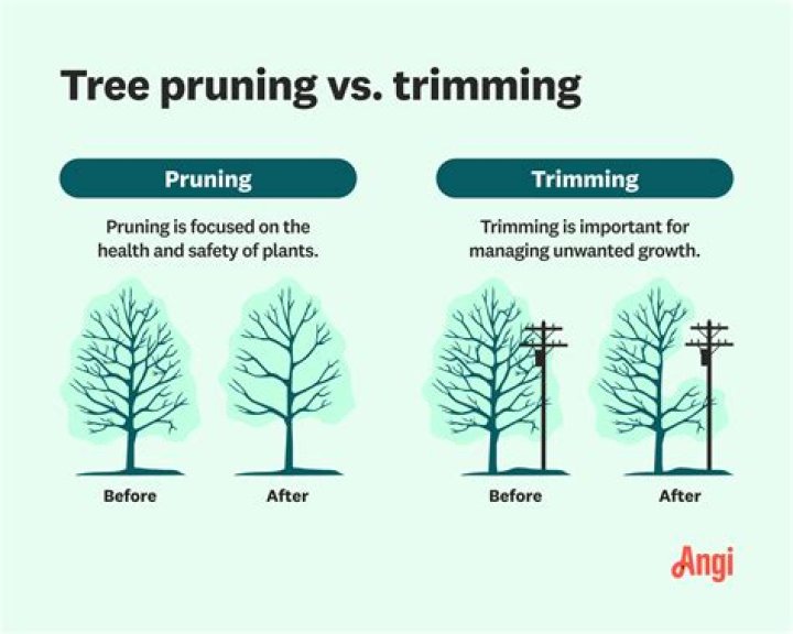 What is trimming trees called