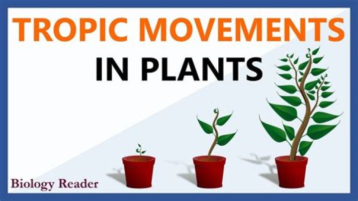 What is turgor movement explain it with example