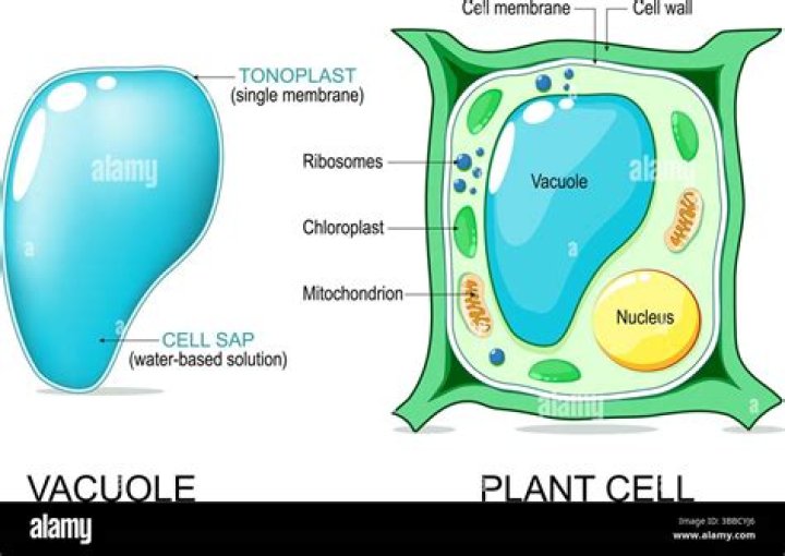 What is vacuole in science