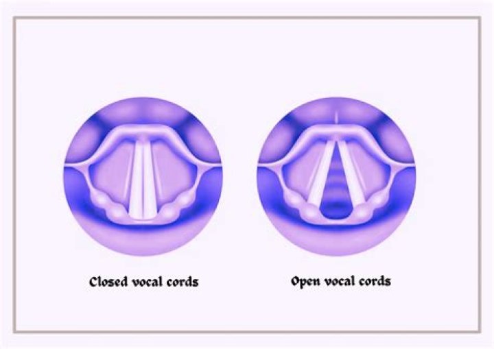 What is vocal ornamentation