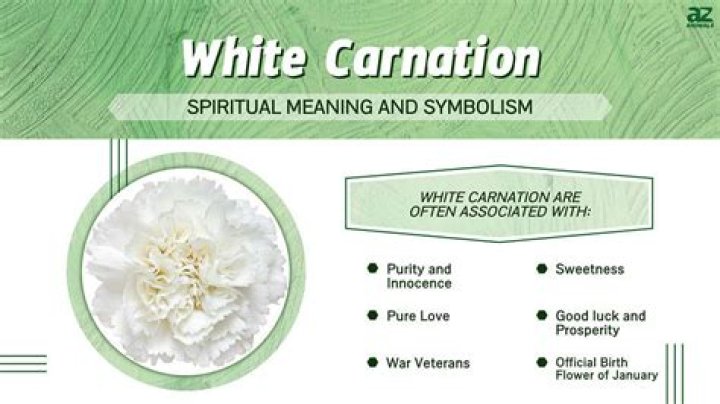 What is white carnation