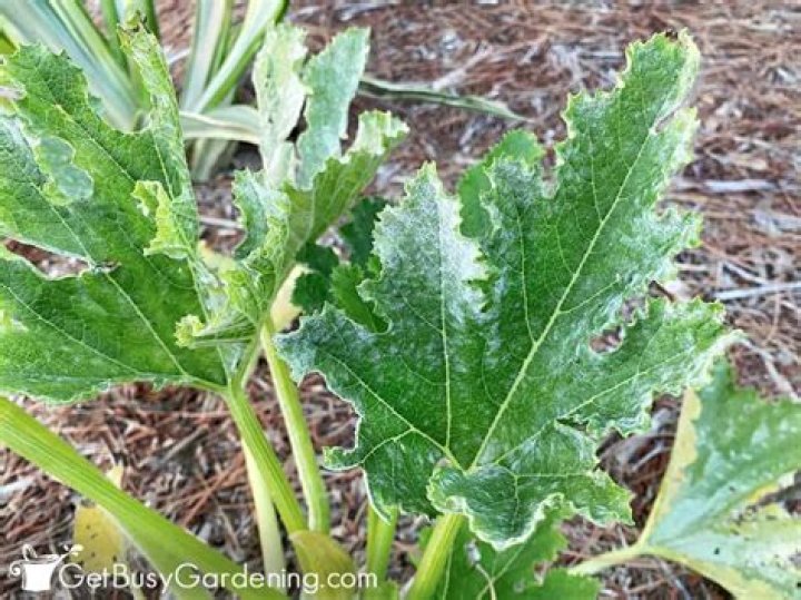 What is white powder on zucchini leaves