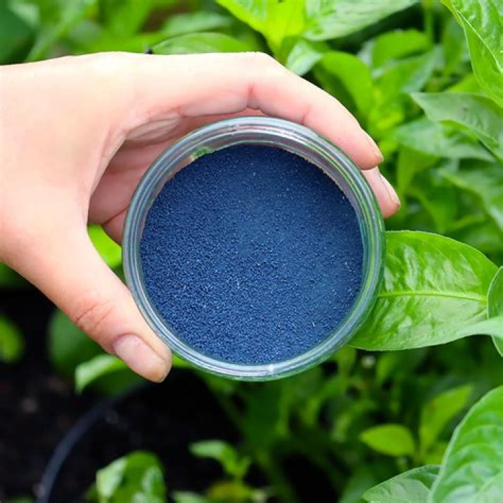 What is woad powder