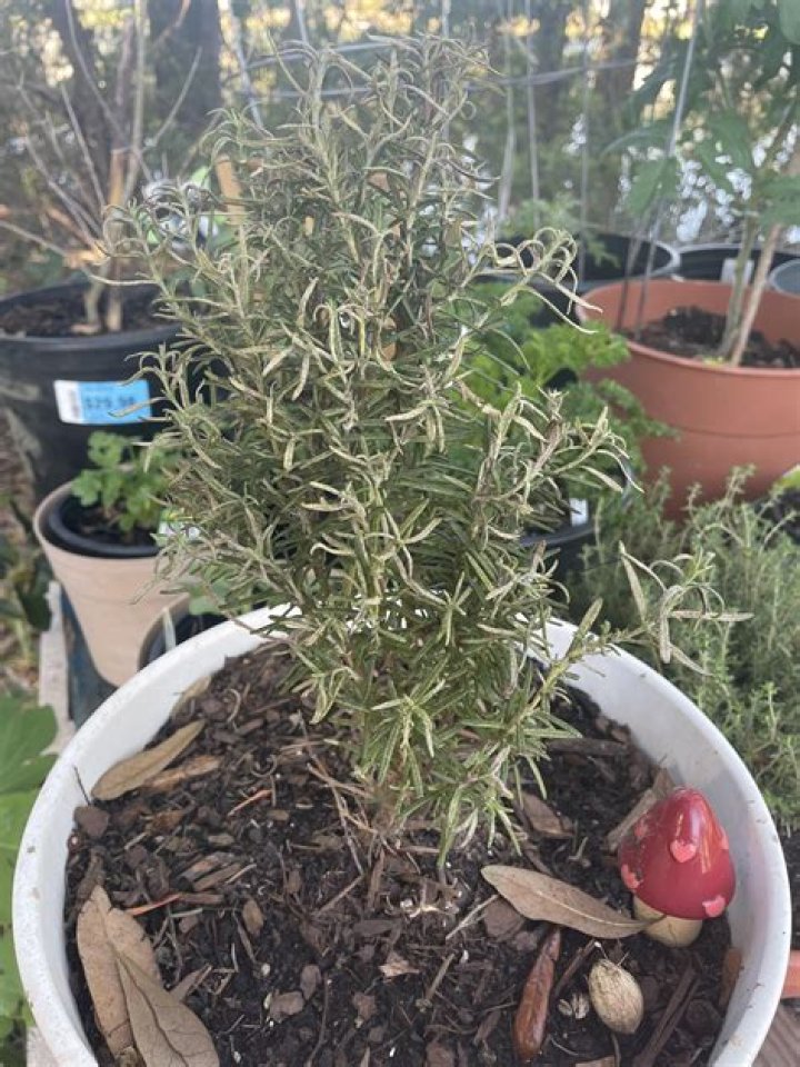 What is wrong with my rosemary