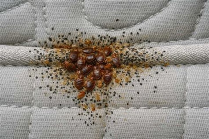 What kills bed bug eggs instantly
