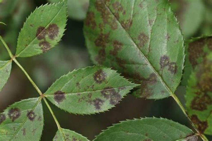 What kills black spot on plants