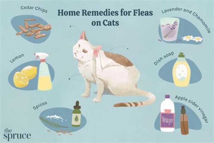What kills cat fleas instantly