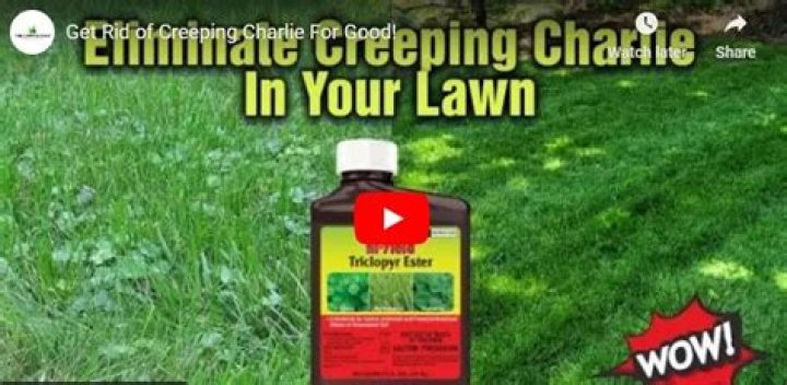 What kills creeping Charlie but not grass