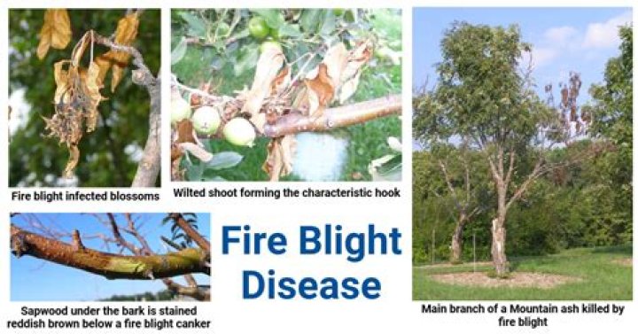 What kills fire blight