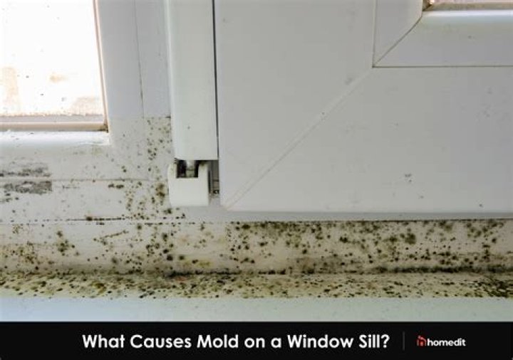 What kills mold on Windows