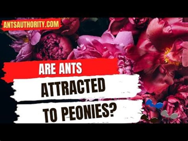 What kind of ants are attracted to peonies
