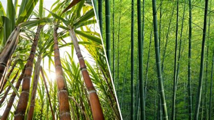 What kind of bamboo grows in South Carolina
