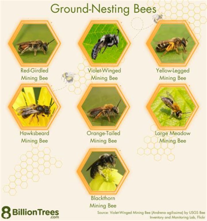What kind of bees hover over grass