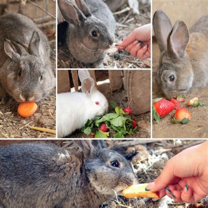 What kind of berries can rabbits eat