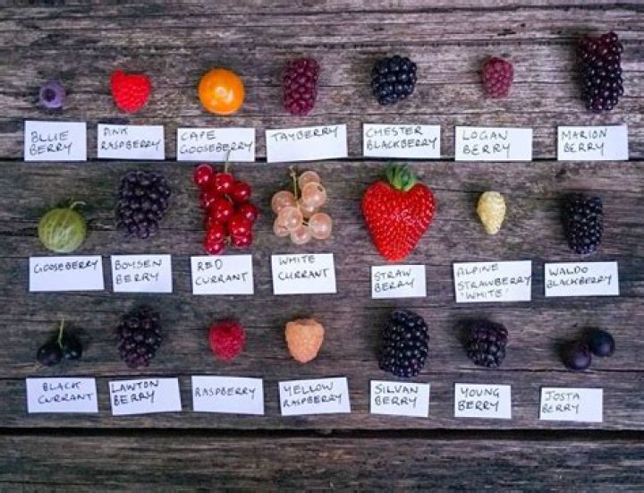 What kind of berries do deer like