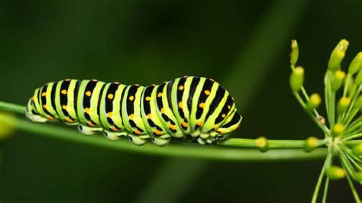What kind of caterpillar is green and black striped