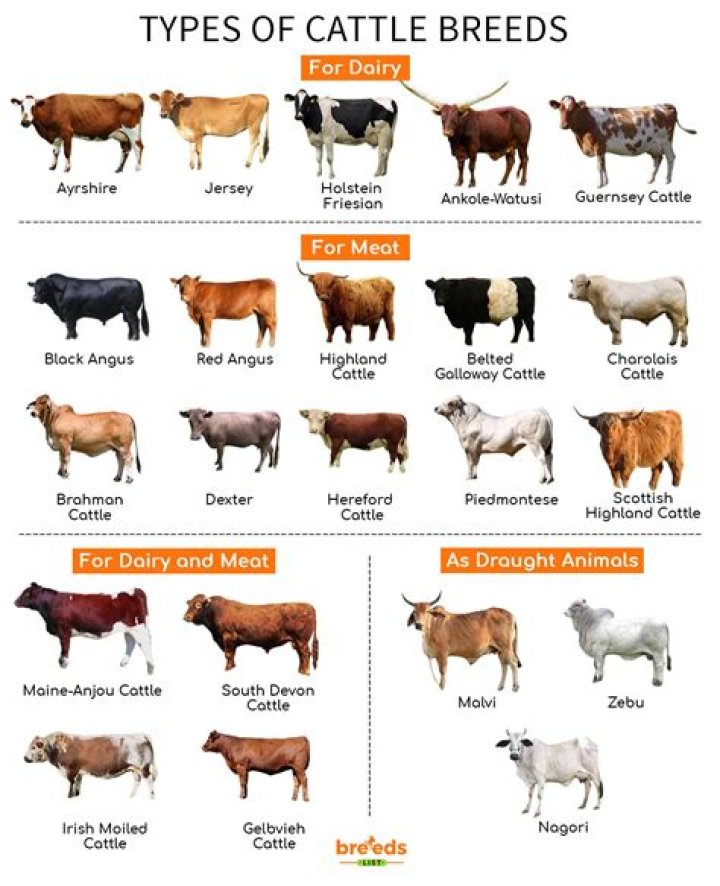 What kind of cows are used for beef