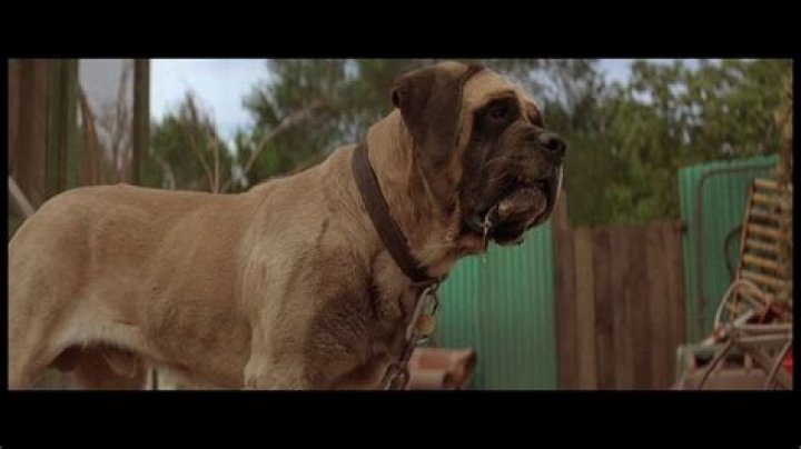 What kind of dog is in the sandlot