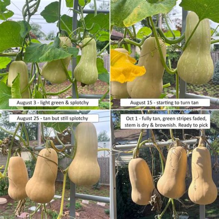 What kind of fiber does butternut squash have
